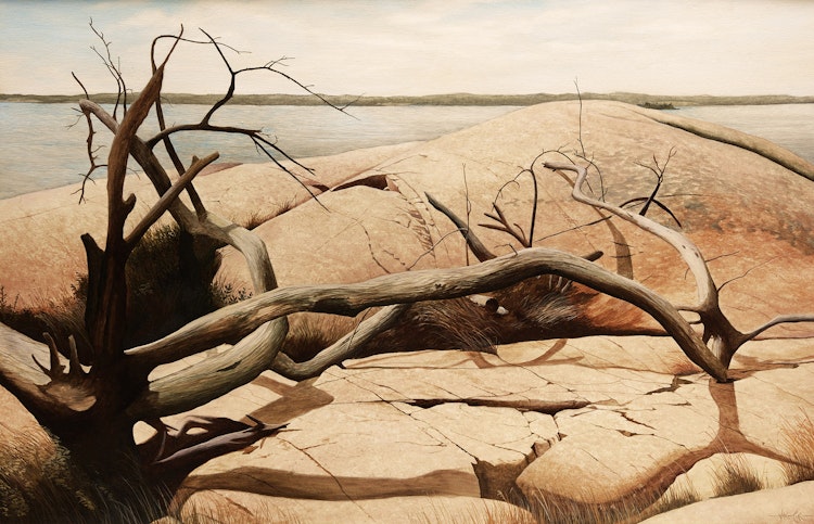 Artwork by Ivan Wheale, Fallen Cedar (The Benjamins)