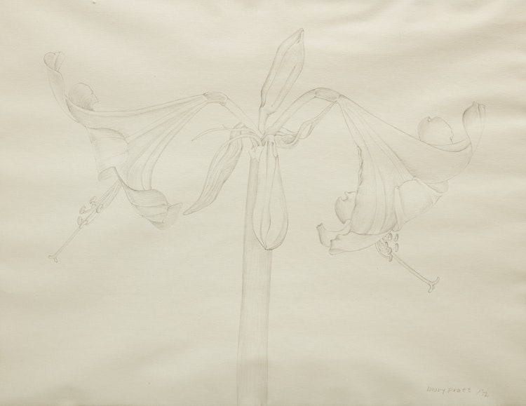 Artwork by Mary Pratt, Amaryllis No. 1