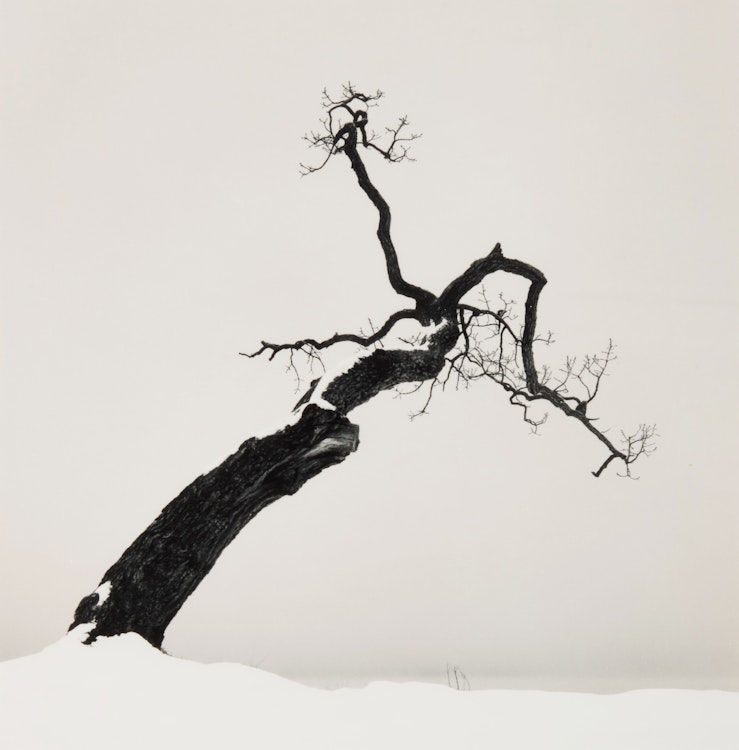 Artwork by Michael Kenna, Kussharo Lake Tree, Study 4, Kotan, Hokkaido, Japan