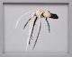 Thumbnail of Artwork by Serge Lemonde, Patate