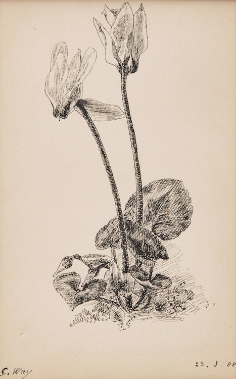 Artwork by Charles Jones Way, Flower Sketch