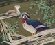 Thumbnail of Artwork by Alfred Joseph Casson, Green Wing Teal Ducks; Blue Wing Teal Ducks; Wood Ducks; Black Ducks; Red Head Ducks