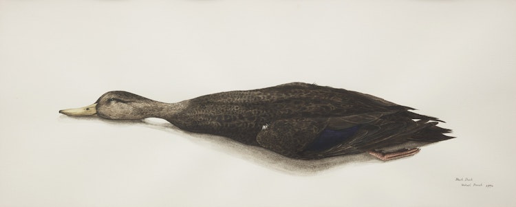 Artwork by Michael French, Black Duck