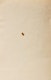 Thumbnail of Artwork by Poonen Duputtree, Plant Study and Two Floral Studies