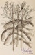 Thumbnail of Artwork by Poonen Duputtree, Plant Study and Two Floral Studies