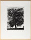 Thumbnail of Artwork by Glenn Ligon, Untitled (Black Tree)