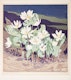 Thumbnail of Artwork by Mary Evelyn Wrinch, Northern Bloodroot