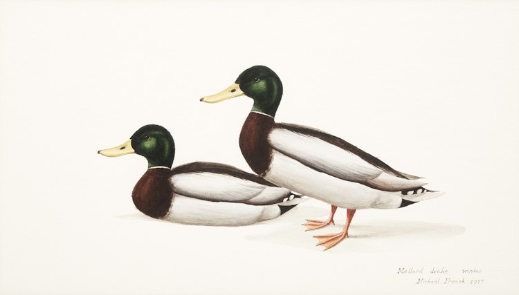 Artwork by Michael French, Mallard Drake, Winter