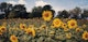 Thumbnail of Artwork by John Pfahl, Seven Landscapes