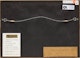 Thumbnail of Artwork by Frederic Marlett Bell-Smith, Hanlan Winning From Wallace Ross, Toronto Bay, October 15th, 1877