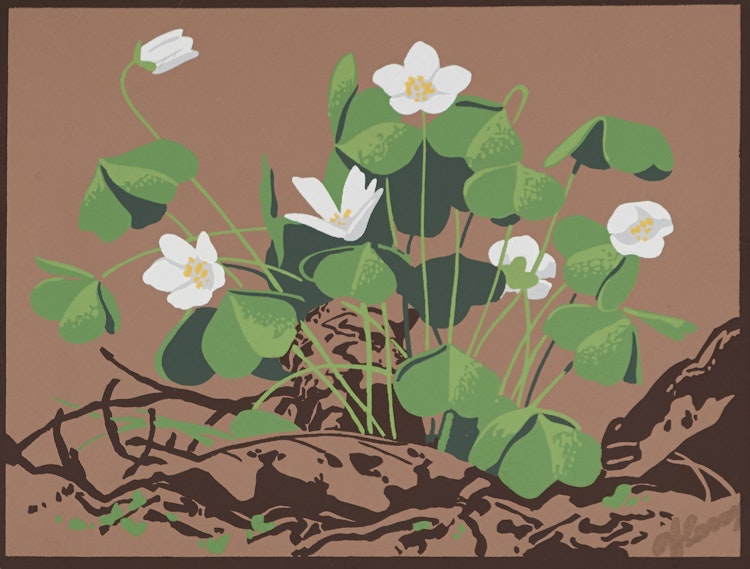 Artwork by Alfred Joseph Casson,  White Clover