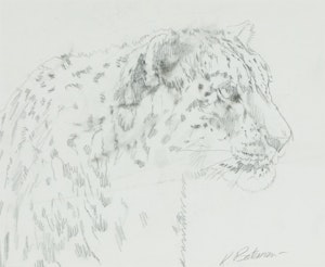 Artwork by Robert Bateman, Study for High Kingdom Snow Leopard