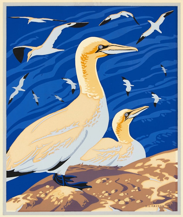 Artwork by Alfred Joseph Casson, The Solan Goose or Gannet