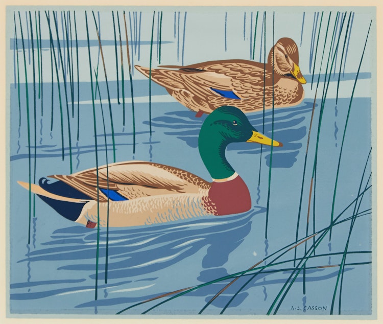 Artwork by Alfred Joseph Casson,  The Common Mallard