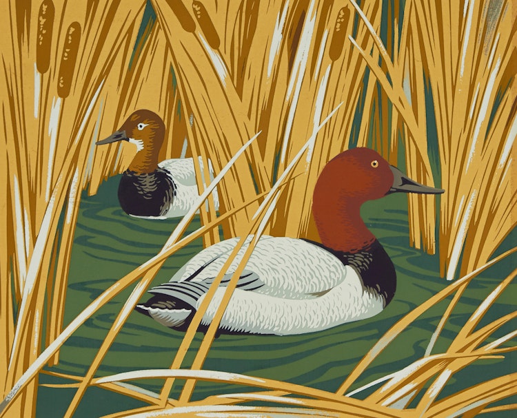 Artwork by Alfred Joseph Casson, The Canvas-Back