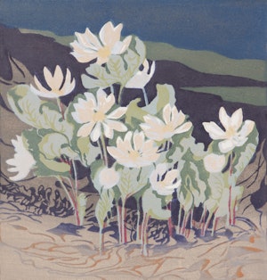 Artwork by Mary Evelyn Wrinch, Northern Bloodroot