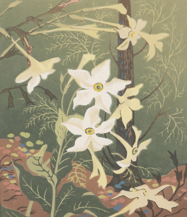 Artwork by Verna Viola Depew, Nicotiana