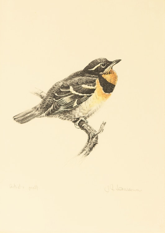 Artwork by James Fenwick Lansdowne, Thrush