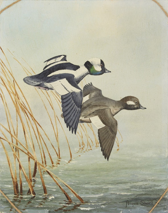 Artwork by Angus Shortt, Flying Birds (Untitled)
