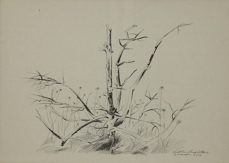 Artwork by Carl Fellman Schaefer, Small Pine Stump