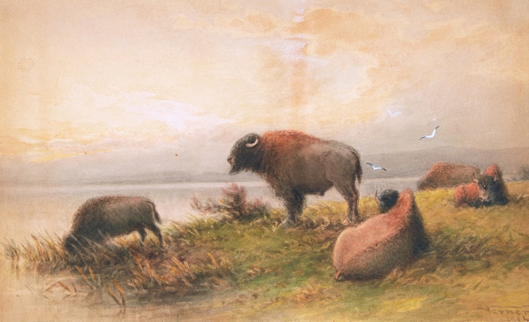 Artwork by Frederick Arthur Verner, Bison - Evening
