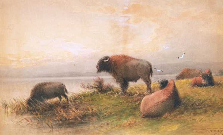 Artwork by Frederick Arthur Verner,  Bison - Evening