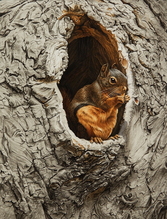 Artwork by Ronald Parker,  Douglas Squirrel