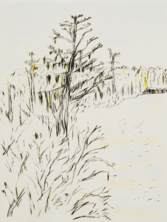 Artwork by Arnold Shives, Lettuce Lake; Ribbon Plant