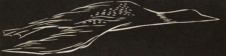 Artwork by Barbara Howard, Loon in Flight