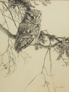 Artwork by Robert Bateman, Owl Sketch