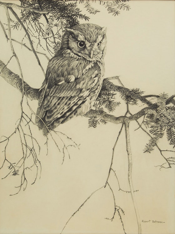 Artwork by Robert Bateman,  Owl Sketch