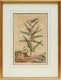 Thumbnail of Artwork by Abraham Munting, Twelve Botanical Prints