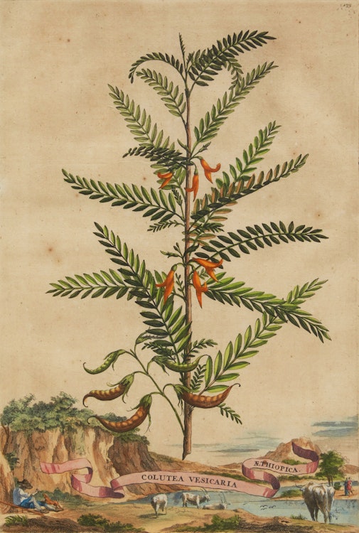 Artwork by Abraham Munting, Twelve Botanical Prints