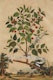 Thumbnail of Artwork by Abraham Munting, Twelve Botanical Prints