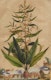 Thumbnail of Artwork by Abraham Munting, Twelve Botanical Prints
