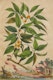 Thumbnail of Artwork by Abraham Munting, Twelve Botanical Prints