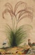 Thumbnail of Artwork by Abraham Munting, Twelve Botanical Prints