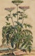 Thumbnail of Artwork by Abraham Munting, Twelve Botanical Prints