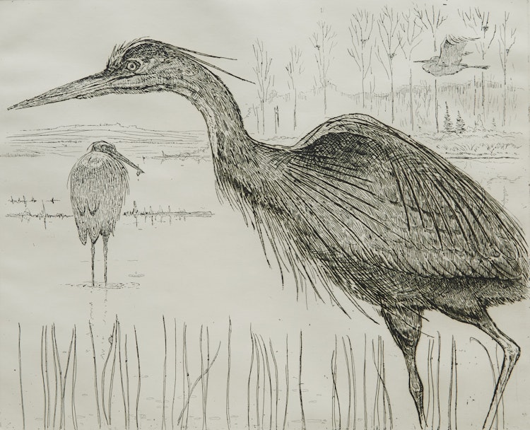Artwork by Eric Nasmith, Great Blue Herons #2