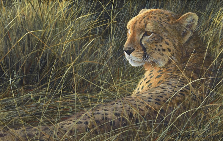Artwork by Robert Bateman, Cheetah on the Mara