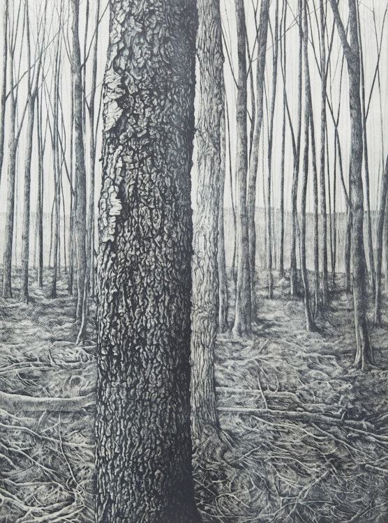 Artwork by Jo Manning, Woodlot III