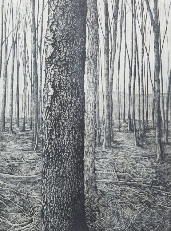 Artwork by Jo Manning,  Woodlot III