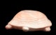 Thumbnail of Artwork by Elford Bradley Cox, Turtle
