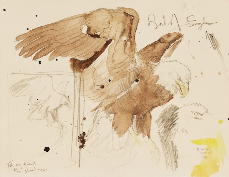 Artwork by Martin Glen Loates,  Bald Eagle (Study)