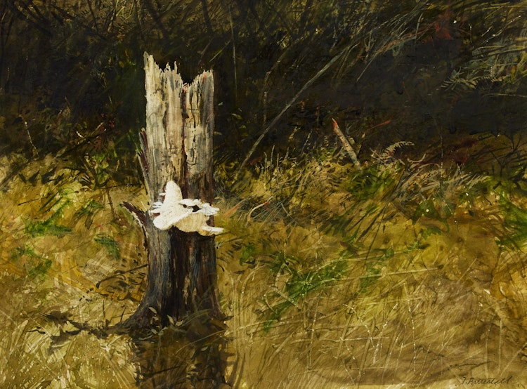 Artwork by Thomas de Vany Forrestall, Fungus, Pure White
