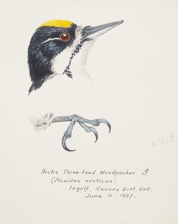 Artwork by Terence Michael  Shortt,  Ornithological Studies 