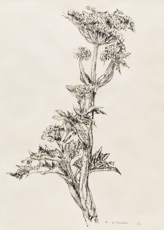 Artwork by Arthur Lismer, Botanical Study