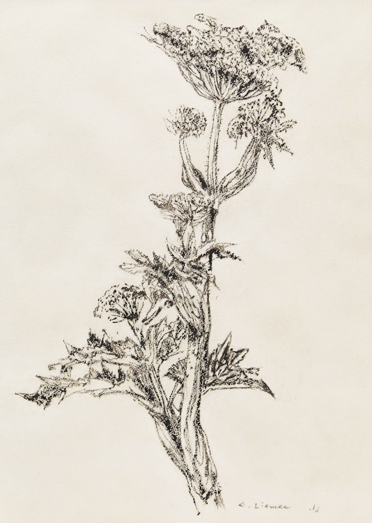 Artwork by Arthur Lismer,  Botanical Study