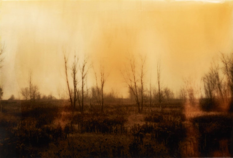 Artwork by Joshua Jensen-Nagle, Grasses & Grains