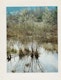 Thumbnail of Artwork by Eliot Furness Porter, Plates from the book “In Wildness Is the Preservation of the World”